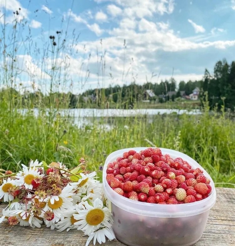 Летние радости. Свободный доступ 