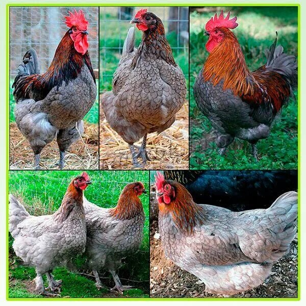 Маран, голубо-медный окрас