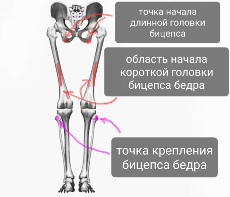 2 двуглавая мышца бедра