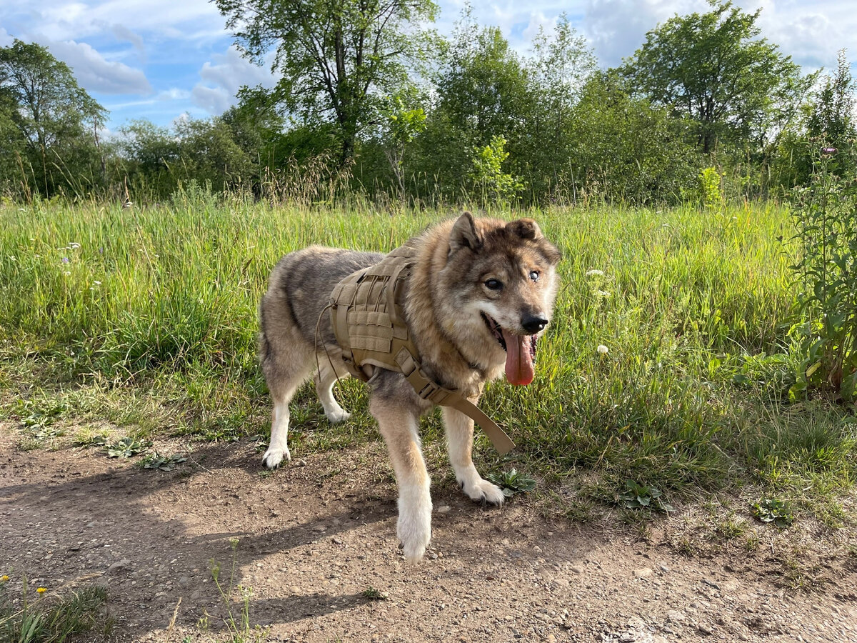 Пират - возрастной парень. Тоже был ничей. У нас в приюте жил и на цепи в будке и в вольере. Сейчас живет в помещении с ежедневными прогулками