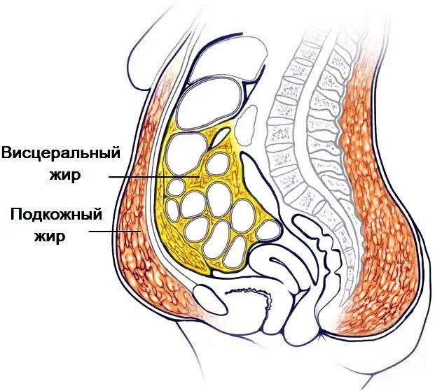 Подкожный жир картинка