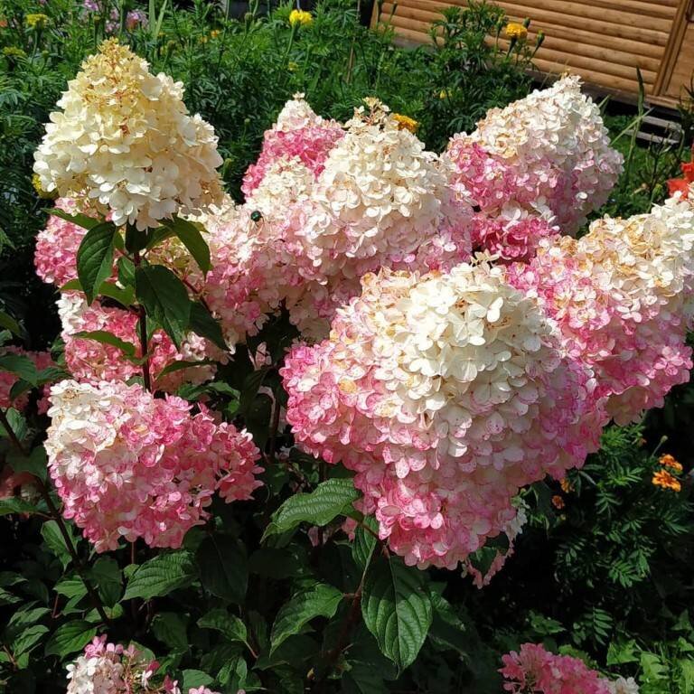 А Сандей Фрайз выглядит так. Фото Яндекс.Картинки.