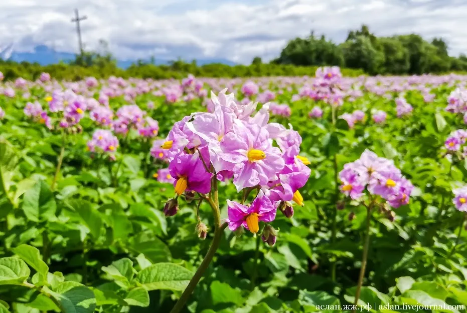 Цветущий картофель Синеглазка