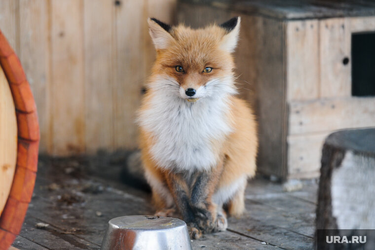    Животные чаще всего болеют бешенством