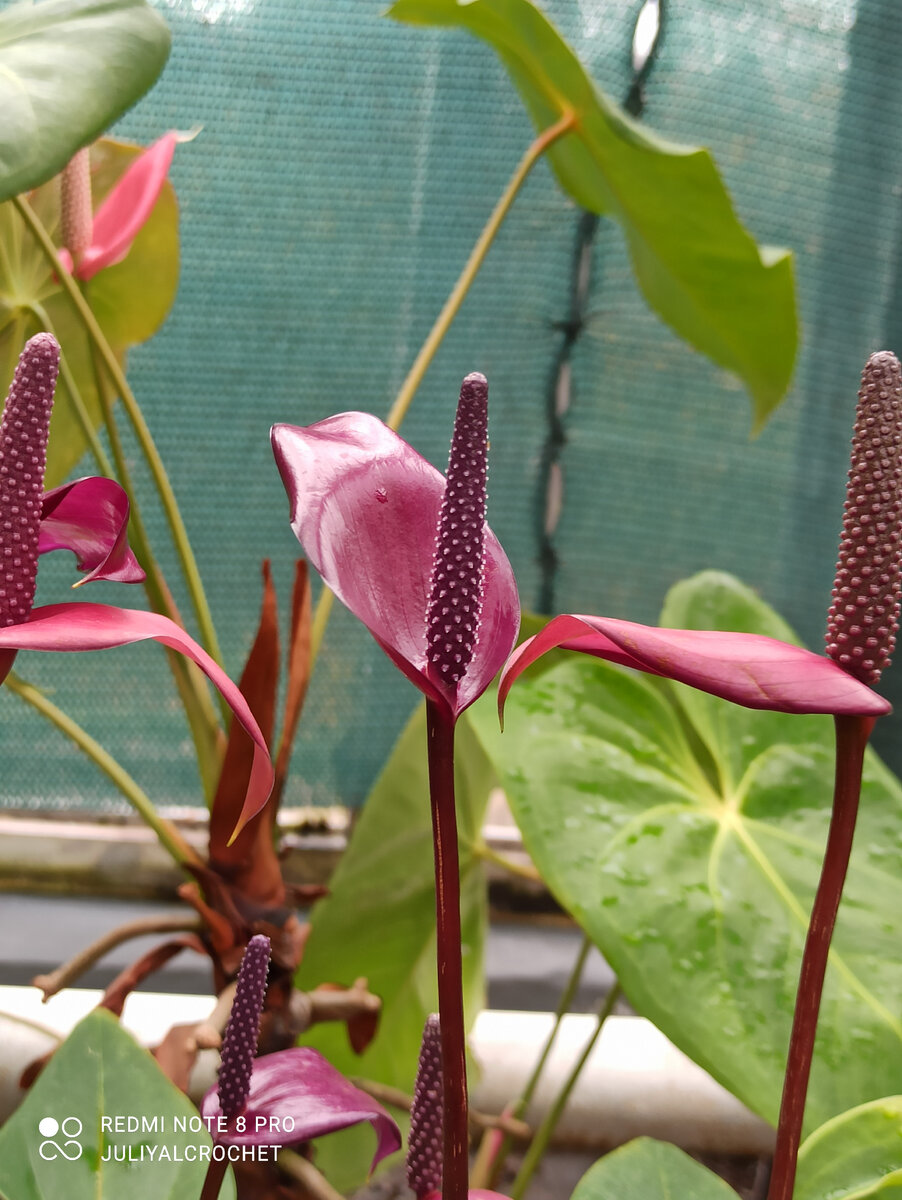 Личный архив