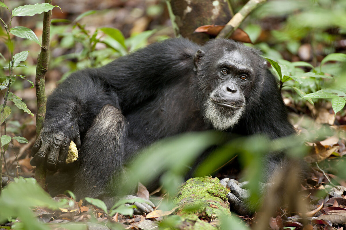 Обезьян нижний. Шимпанзе Pan Troglodytes. Швейнфуртовский шимпанзе. Шимпанзе фото. Взрослый шимпанзе.