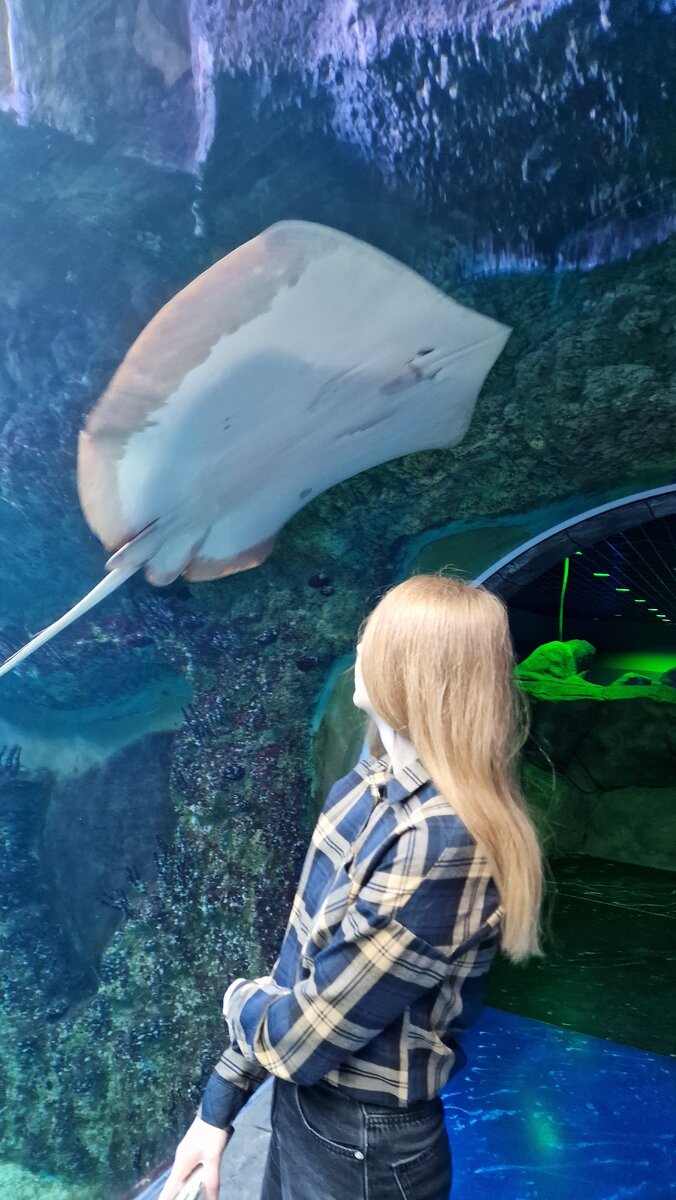 Крокус Океанариум. Фото автора.