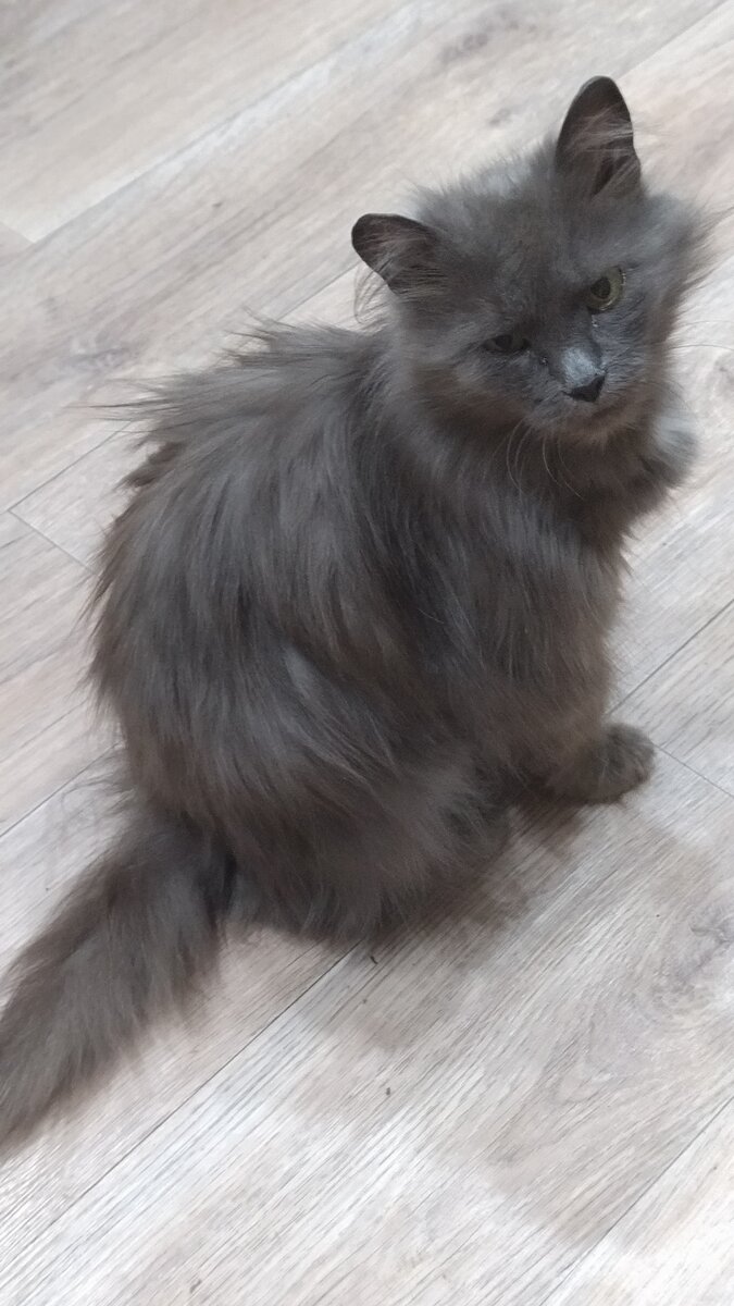 Наша новая кошечка Вета. Или лучше Швета?