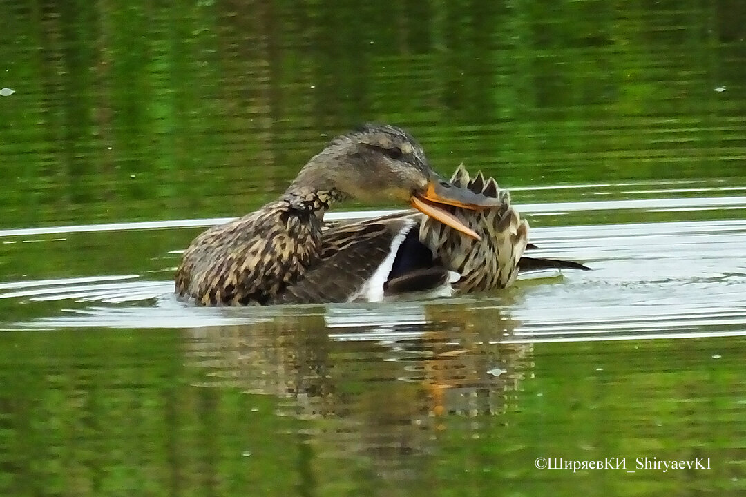 – всем видно?