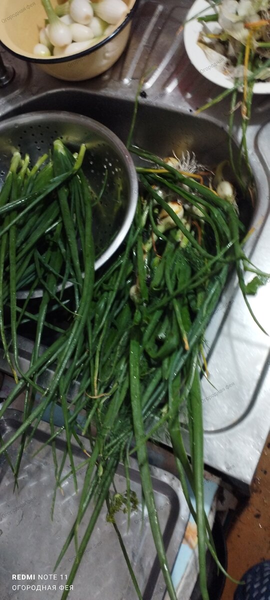 Чищу сорванный лук 