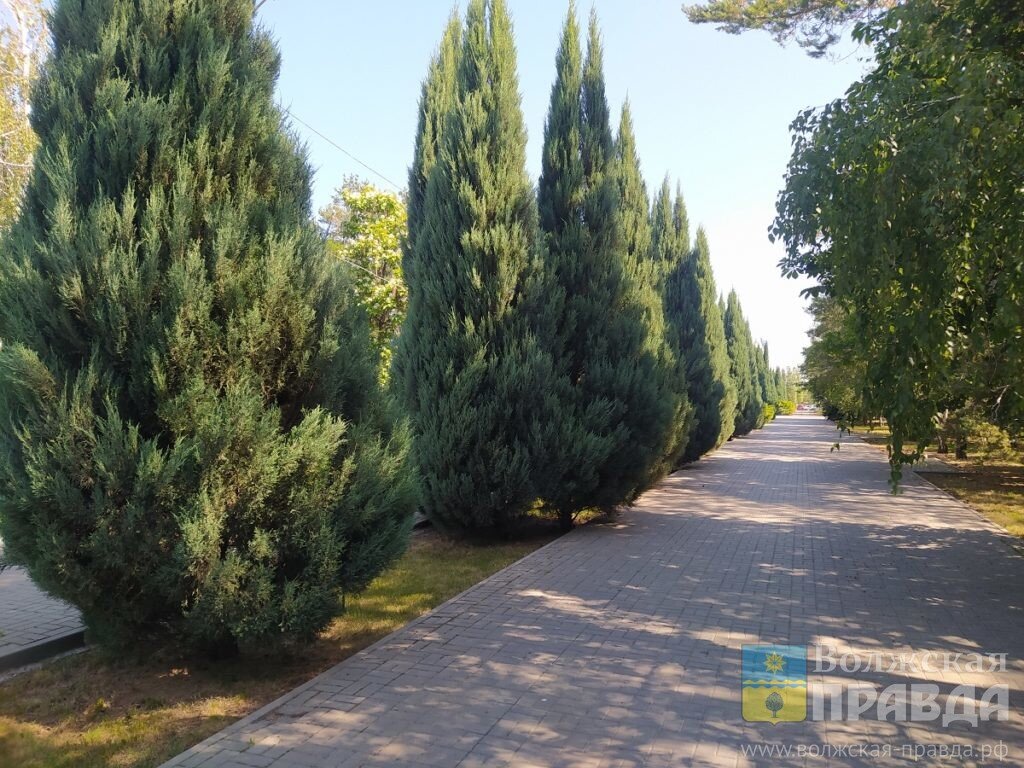 Туи украшают улицы, скверы и парки Волжского📷    Сумах и катальпа, скумпия и тамариск: какие деревья лучше всего будут расти в Волжском, рассказал ученый
