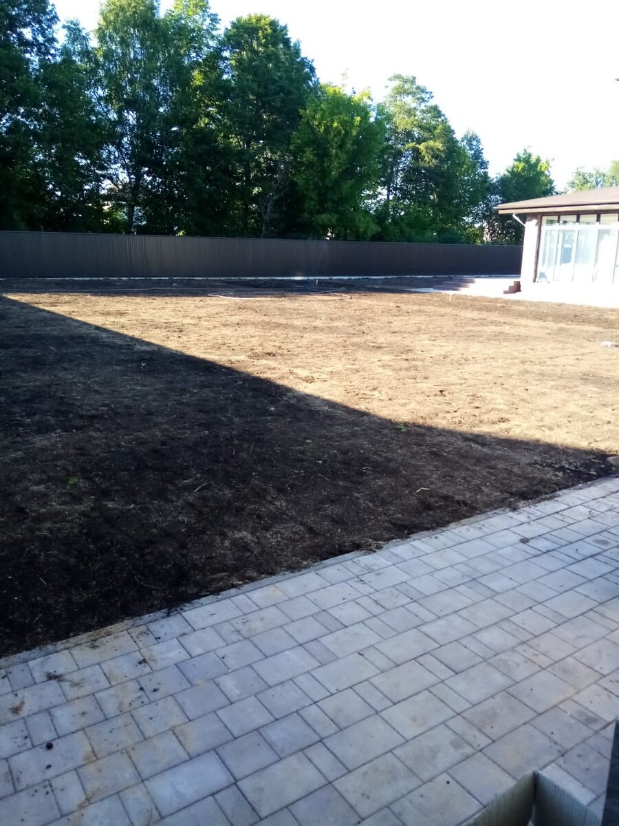 Посевной газон через неделю после посева 