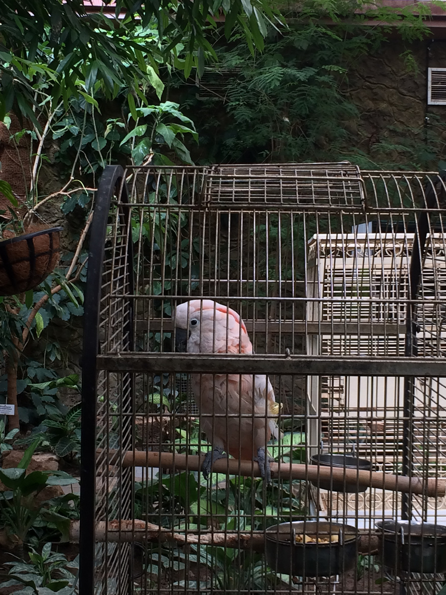 Жалко, выпустить бы его. 