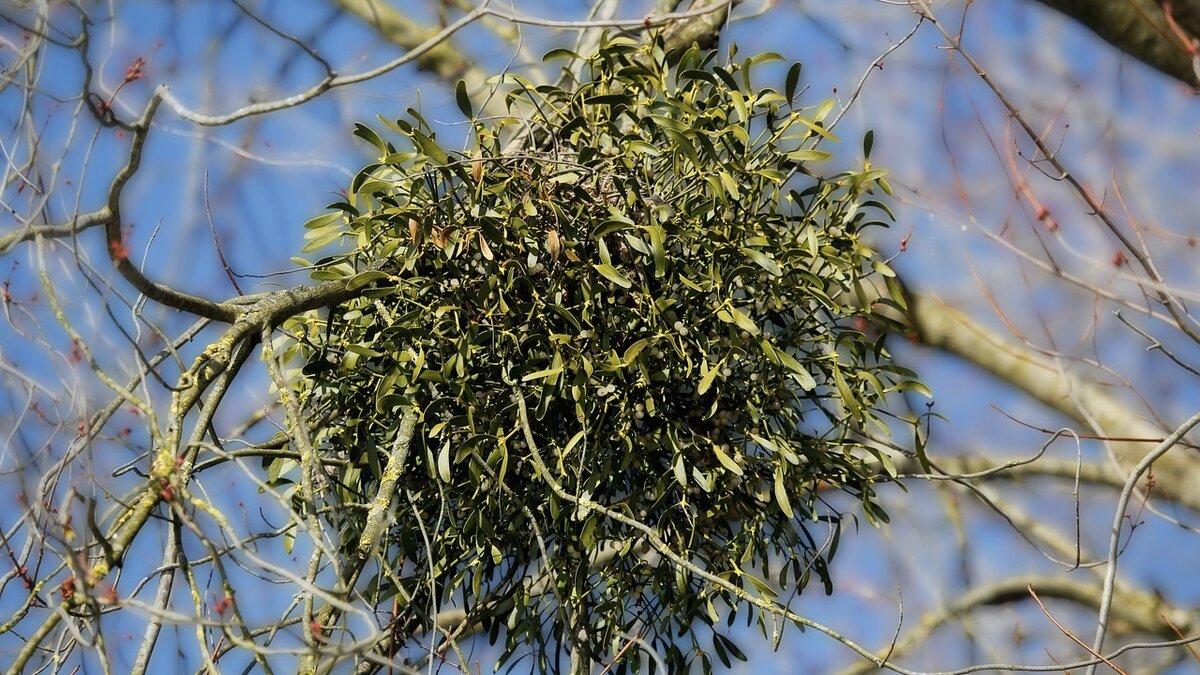 Омела белая. Прикрепление омелы к ветвям плодовых деревьев. Прикрепление омелы к ветвям плодовых деревьев. Viscum (омела). Омела белая паразит.