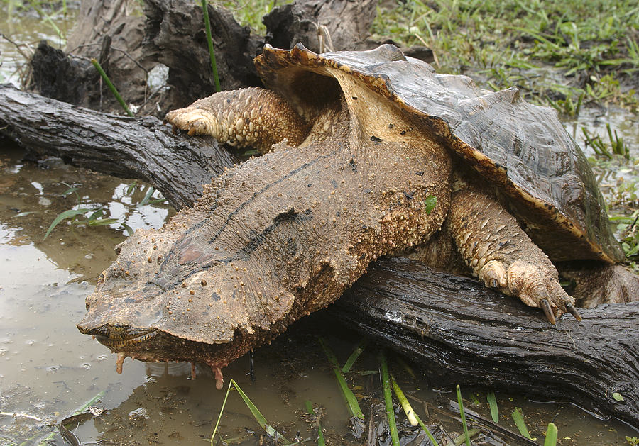 Бахромчатая черепаха или матамата (лат. Chelus fimbriatus)