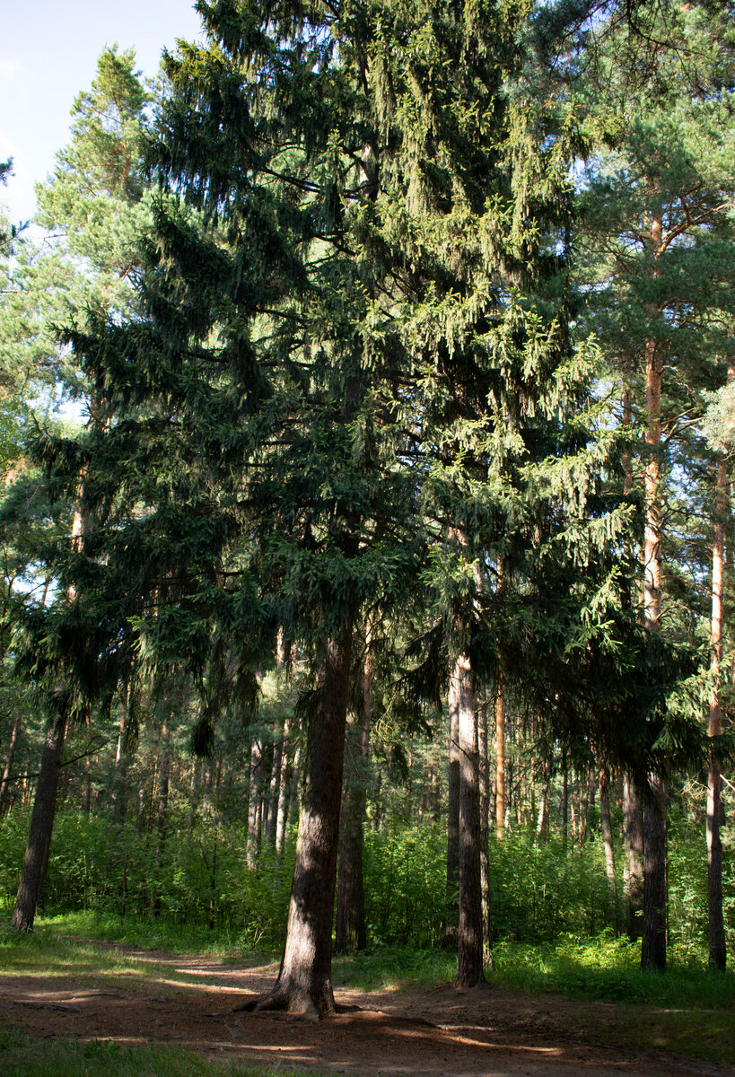 Ёлочка. Фотография автора статьи.
