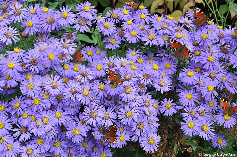 Астра итальянская Forncett Flourish