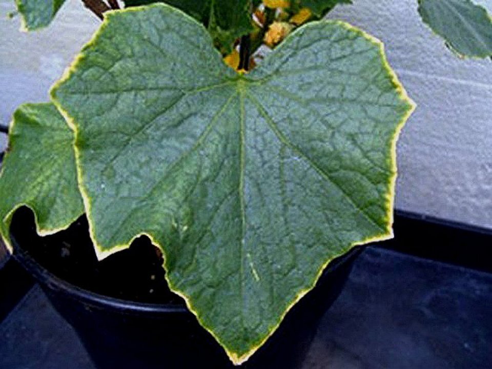 Нехватка марганца у огурцов фото листьев