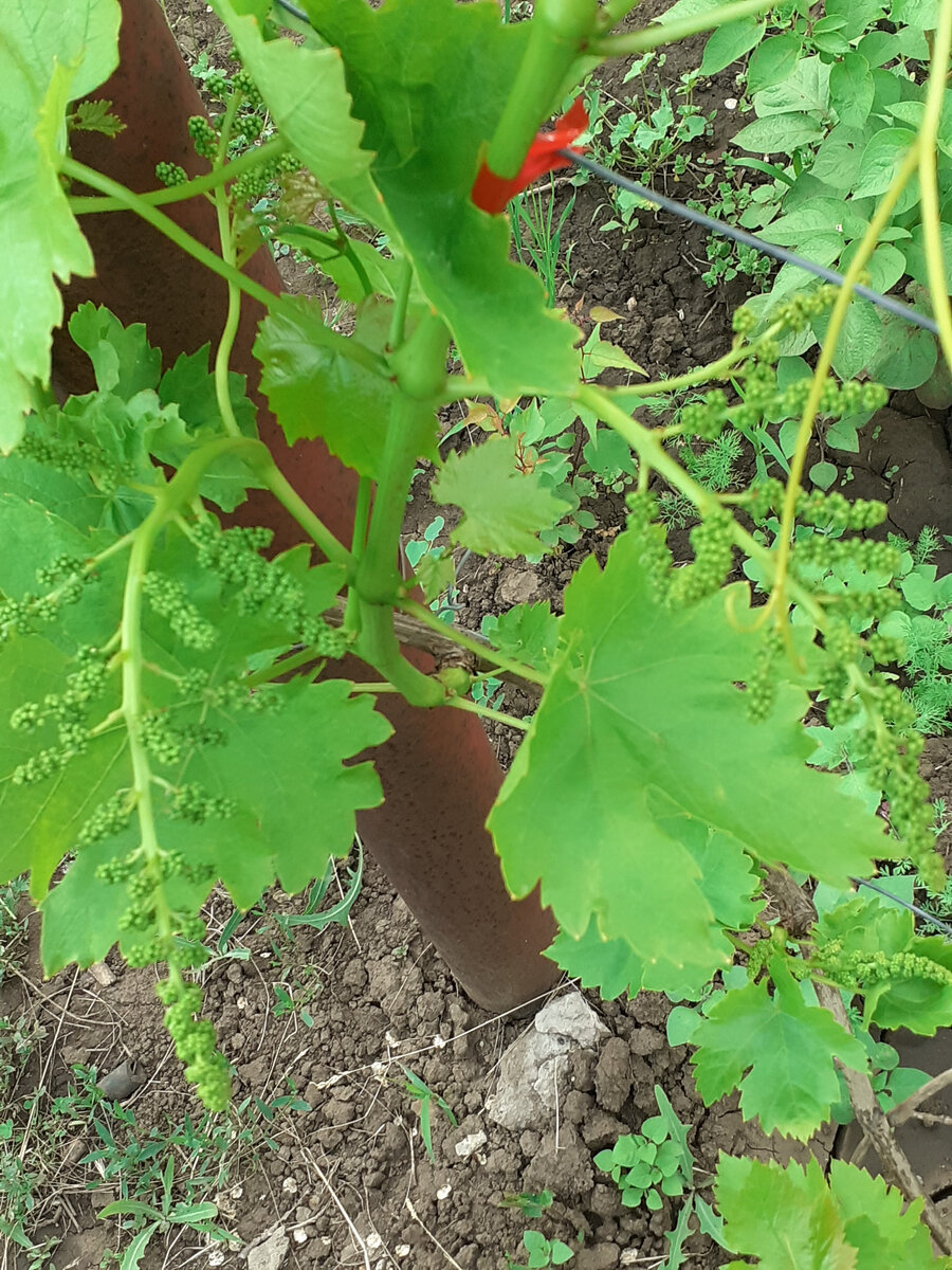 На многих современных сортах с крупными гроздями оставляют по 1-2 соцветия на побег, больше нельзя