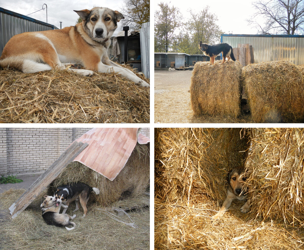 Собаки обожают резвится в сене
