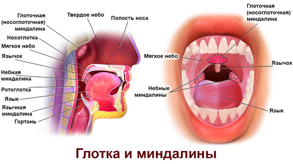 Полость бывший. Миндалины аденоиды анатомия. Глоточная миндалина анатомия. Глоточная (аденоидная) миндалина располагается:.