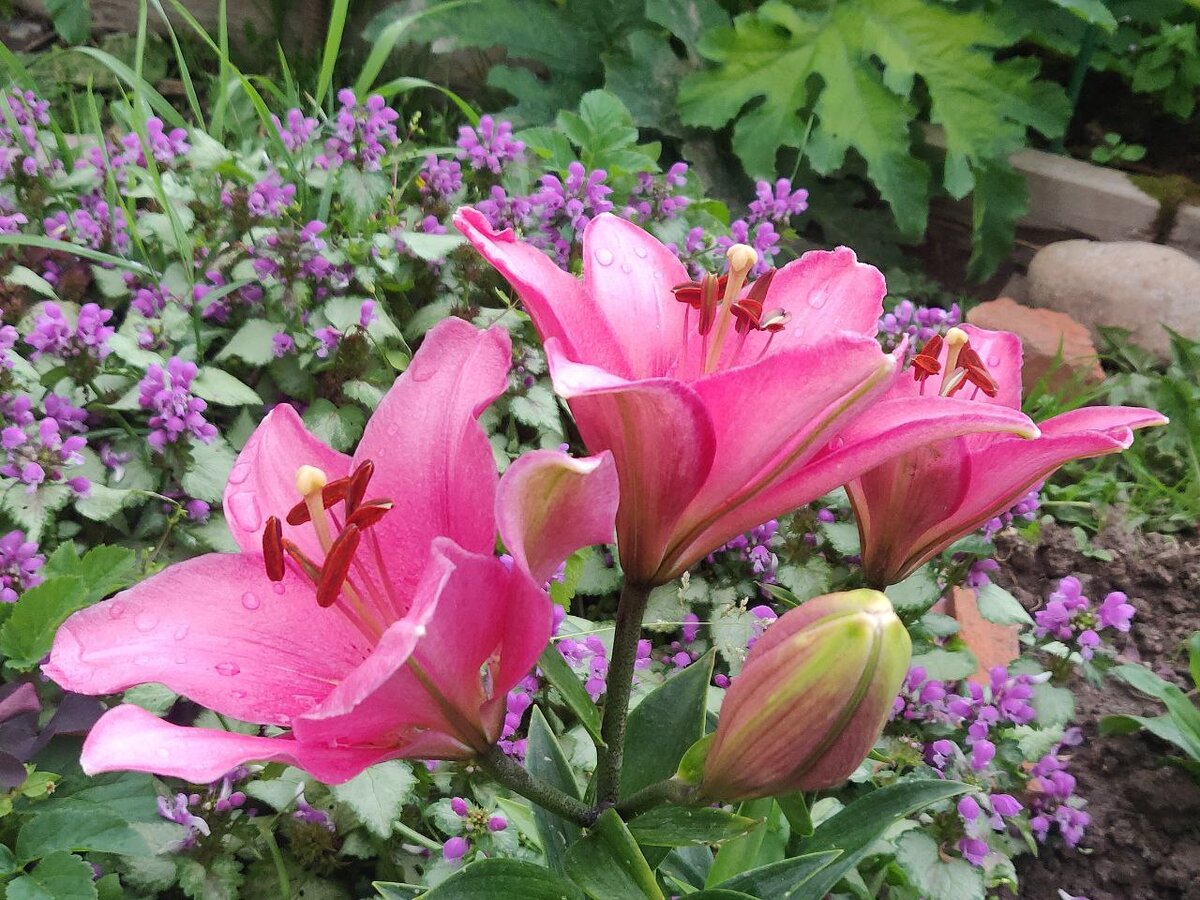 Лилии в июле Фото автора