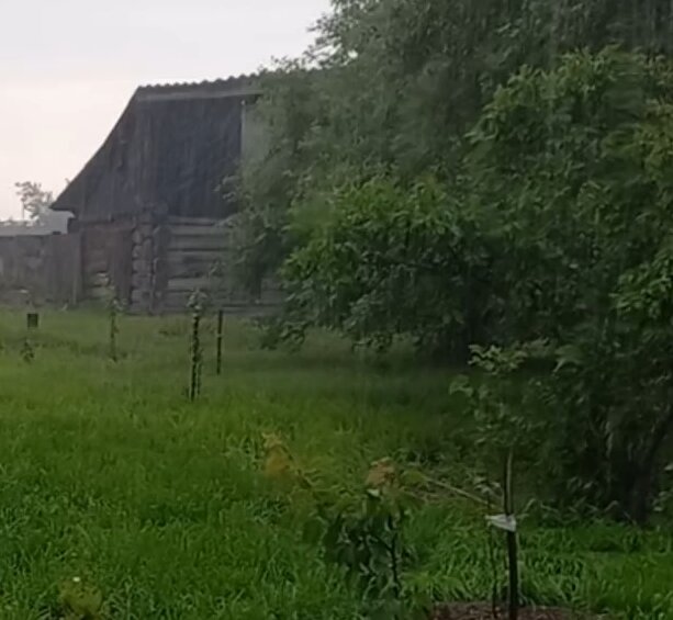 Вот тут справа кусочек этого огромного куста из деревьев слив и алычи виден