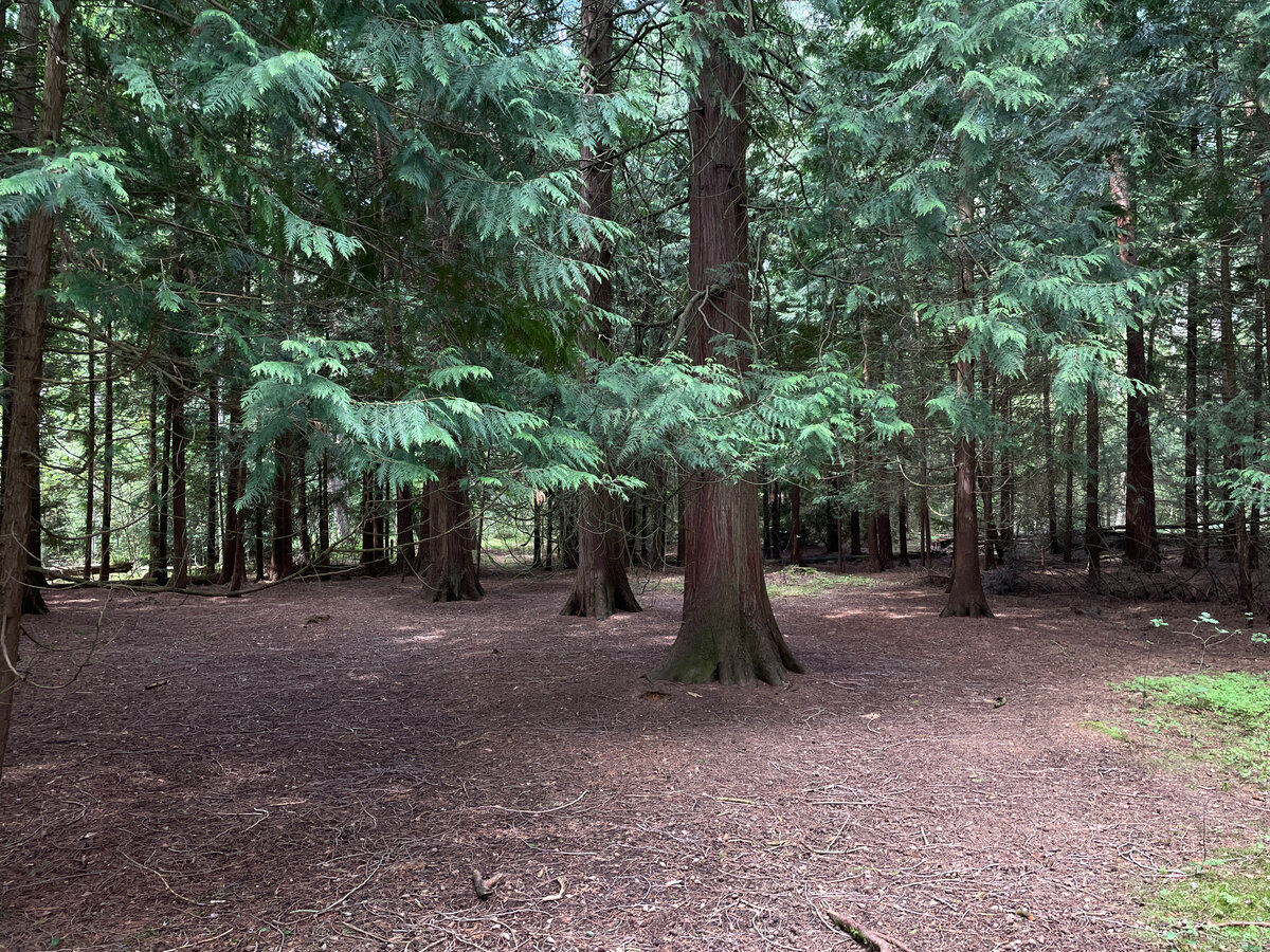 Гигантская Туя