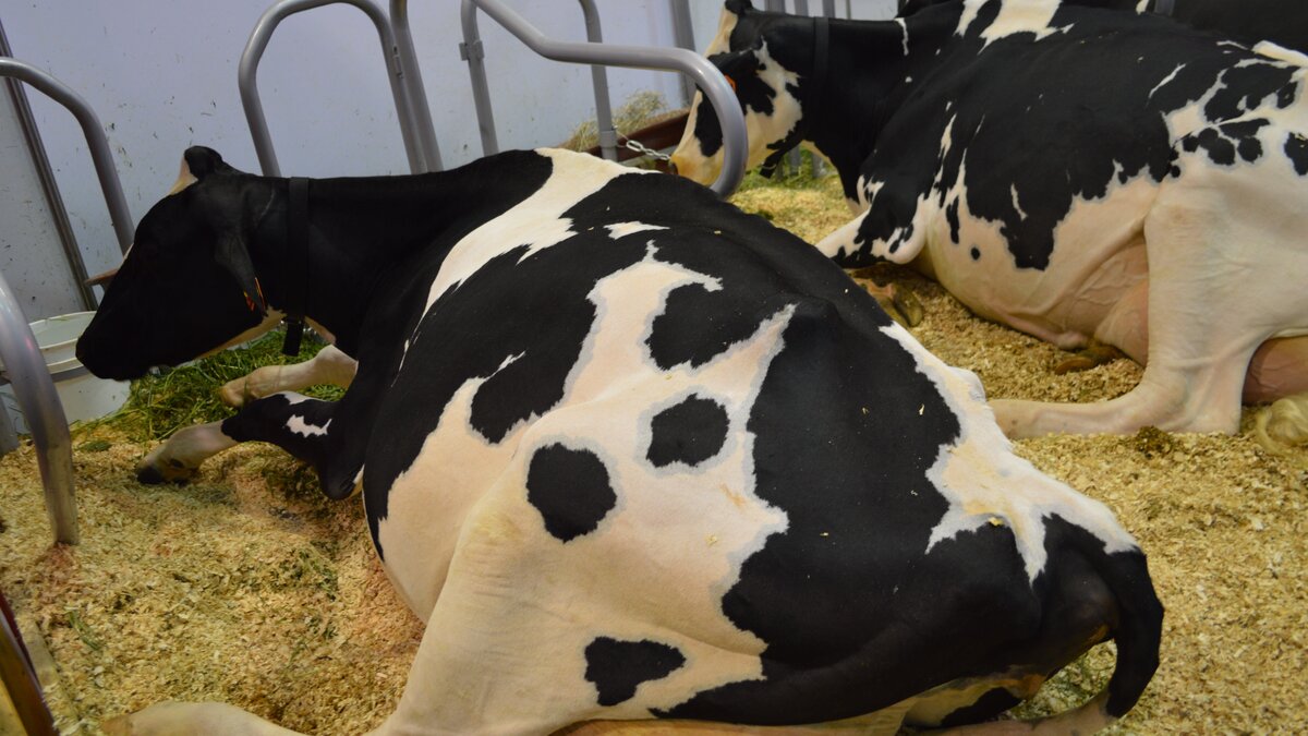     Экс-депутат Владимир Дорошенко больше чем в 3 раза завысил стоимость оборудования, чтобы получить многомиллионный грант на молзавод, об этом на суде заявил поставщик.