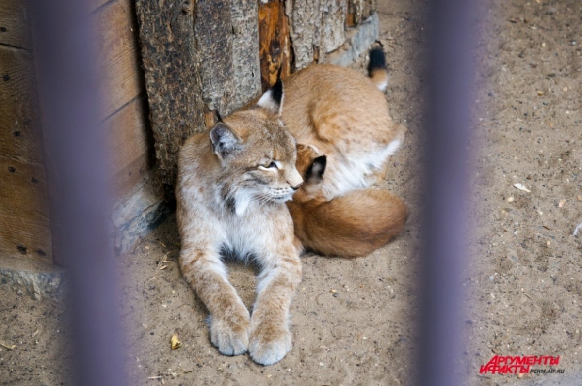    В мае 2023 года в Пермском зоопарке родились три рыси.