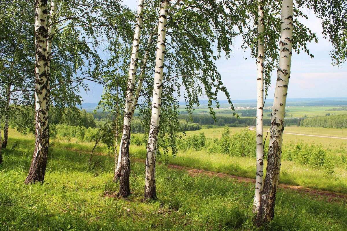 Берёзы красивы... Но не могут быть основой исконных, маточных лесов. По сути, это дерево-пионер, дерево сорняк, призванное стать нянькой и гумусом для вековых деревьев. 