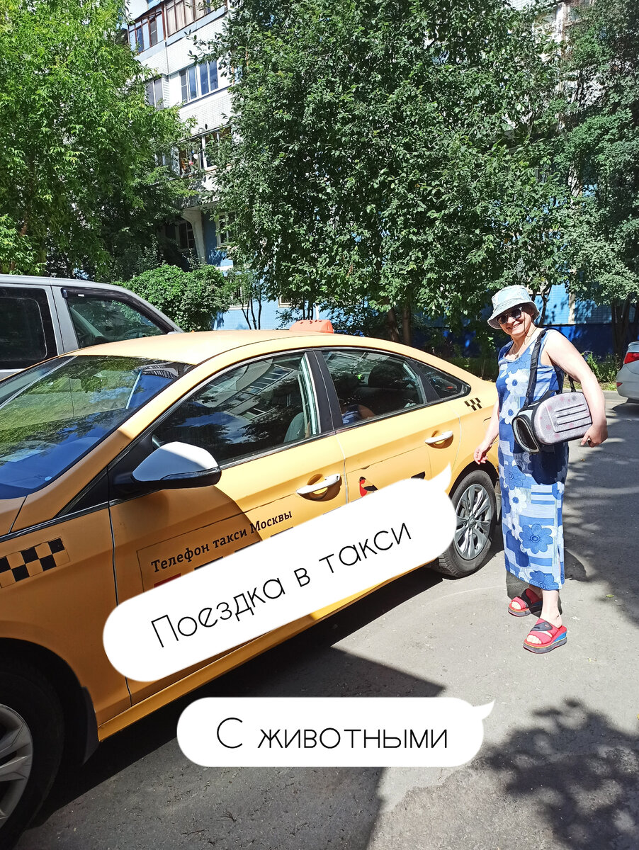 Поездка с кошкой в такси
