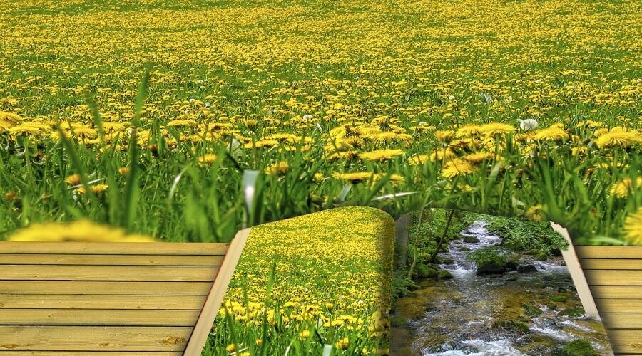 Фото: pixabay.com