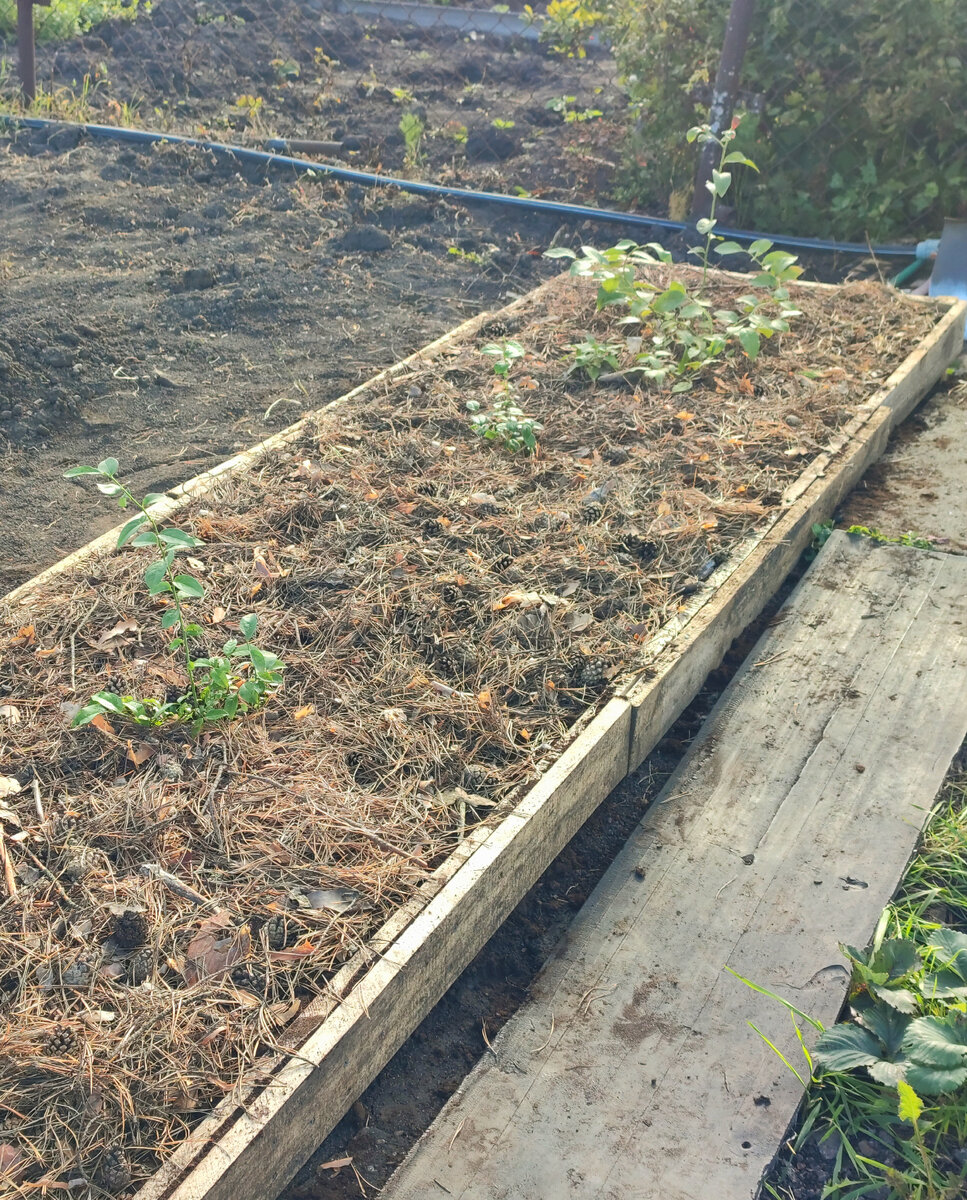 Голубика год назад 😊