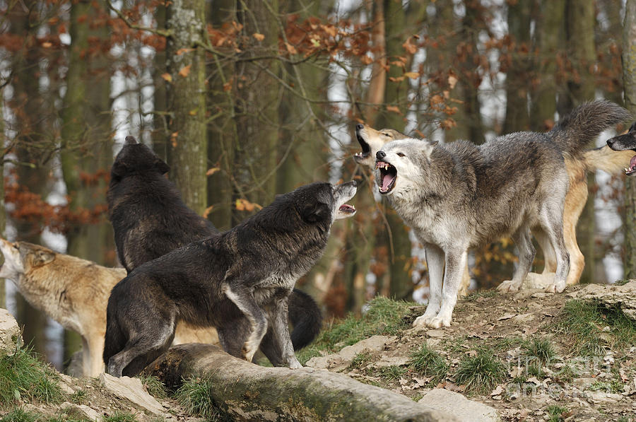 А вот это волки Великих Озёр. Сразу видно, насколько они крупнее тех, что живут в Канаде. 