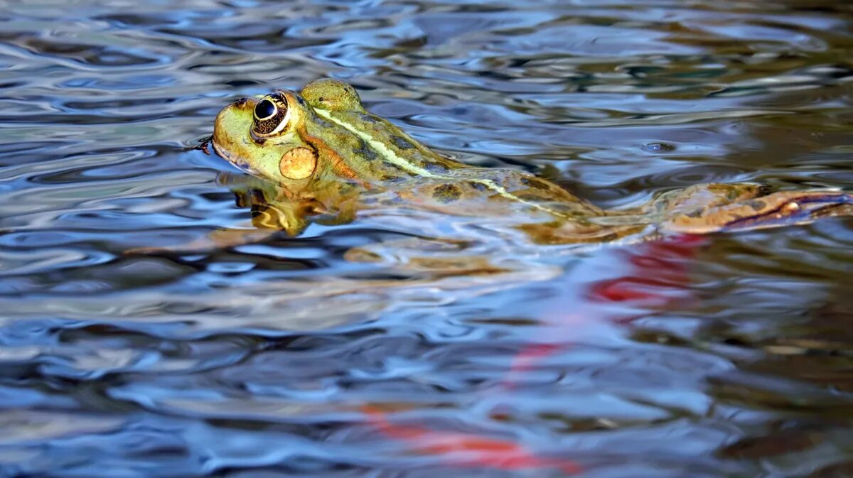 Запрещено купаться в открытых водоемах. Фото: www.piqsels.com