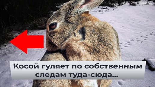 Косой — не оскорбление, а признание мастерства в запутывании следов. Откуда появилось прозвище зайца? | Видео 🎥