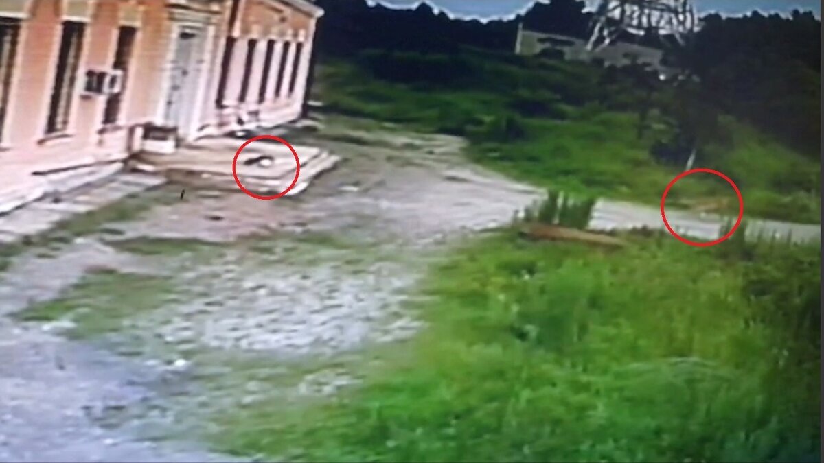     В новых медиа распространили видео с моментом того, как тигр охотится на собаку в селе Раздольное Приморского края. Ранее ходил другой ролик — как хищник уносит несчастного пса прямо на глазах у шокированного хозяина.