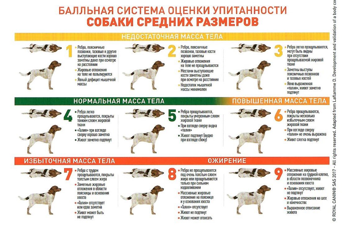 Моя собака очень худая, что делать? / О проблеме восприятия веса животных |  Ветеринарный диетолог vetLIFE | Дзен