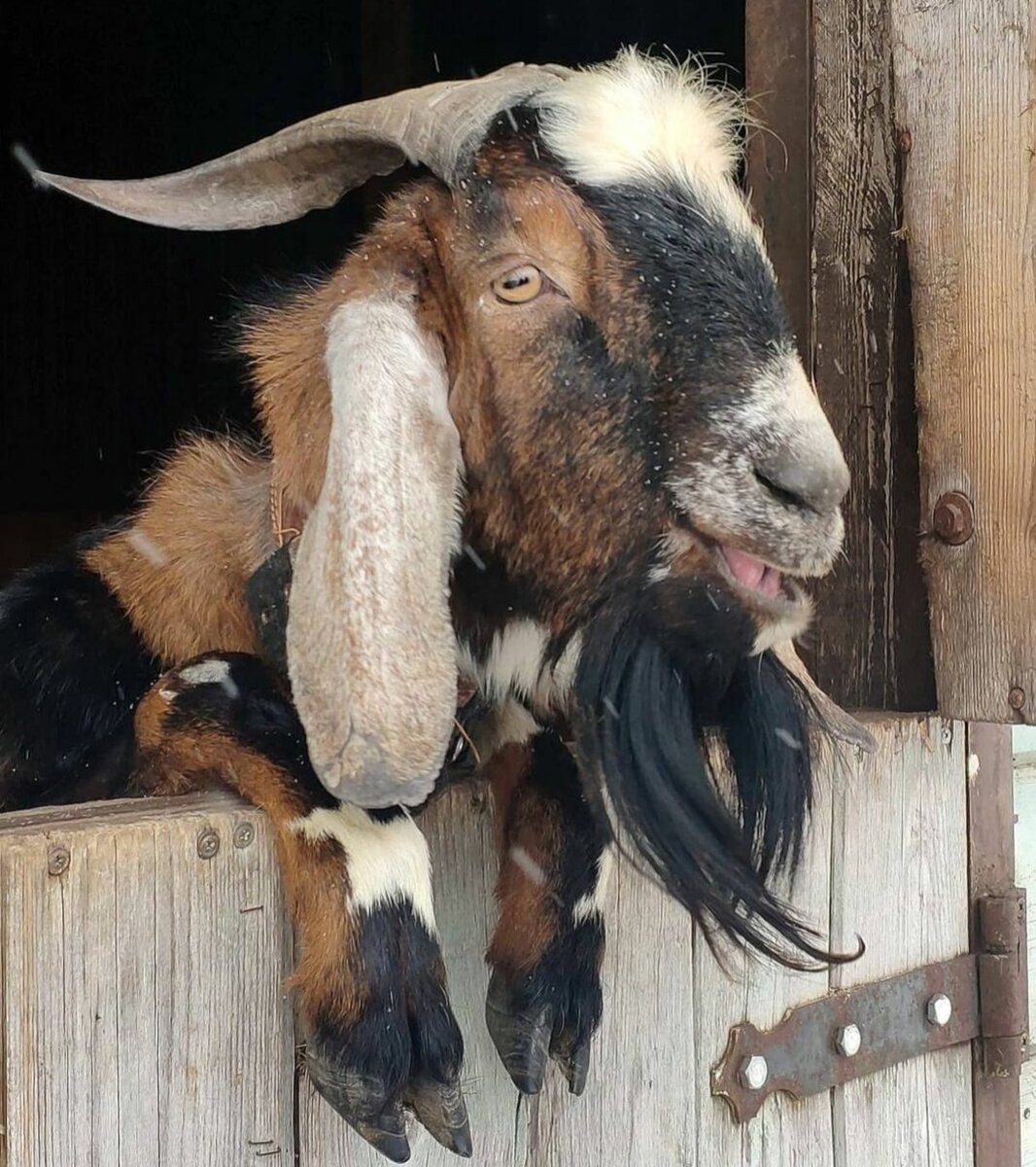 Козёл Нубийской породы