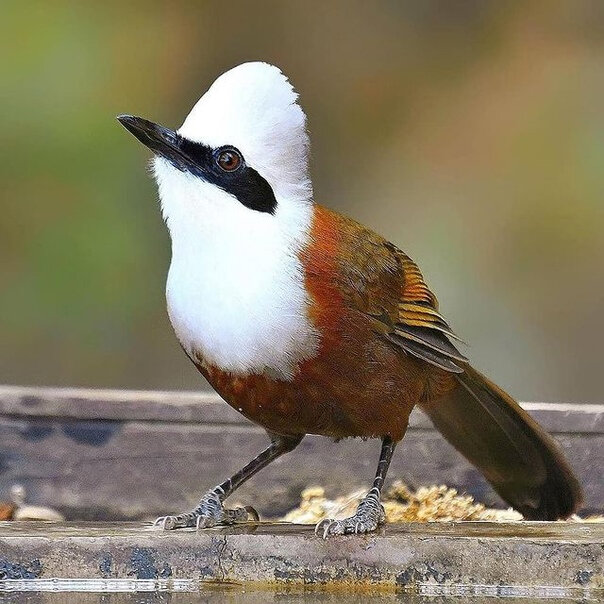 Белохохлый смеющийся дрозд