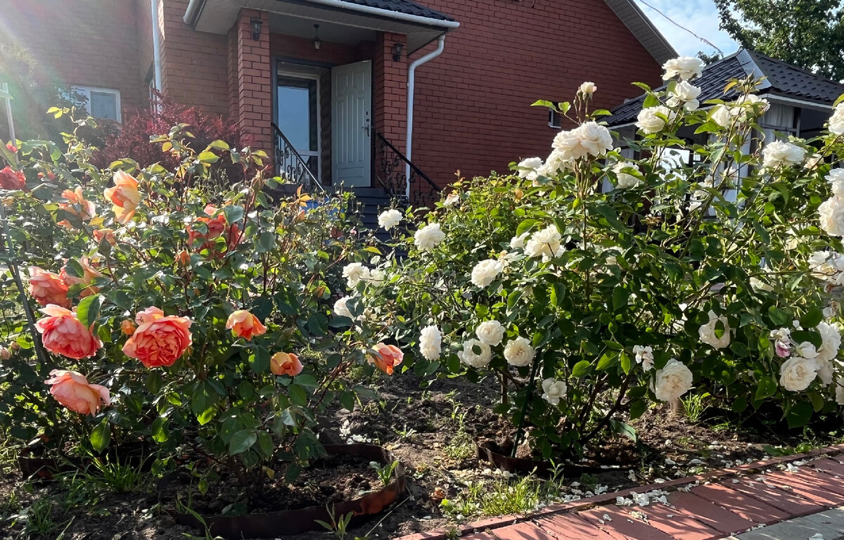 Pat Austin и Winchester Cathedral