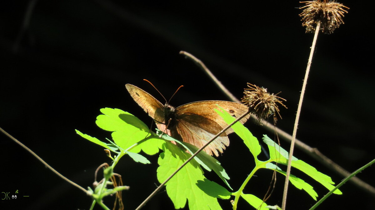 Бабочка бархатница.