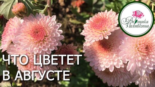 ЧТО ЦВЕТЕТ В АВГУСТЕ