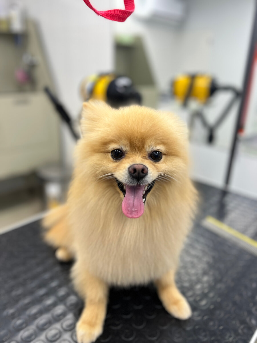 Миниатюрный шпиц на процедурах. Фото мое)