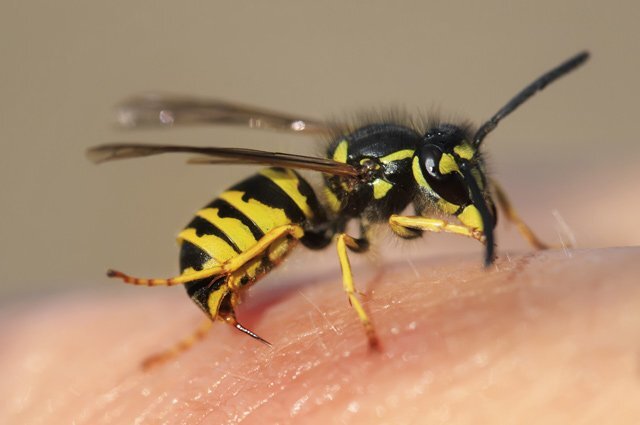    Что делать, если ужалила оса?