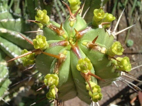 Молочай Euphorbia seguieriana