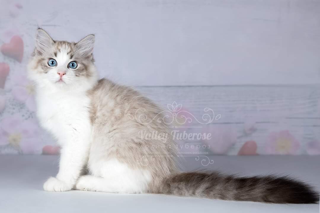Грей - Grey Valley Tuberose,котенок рэгдолл сил Линкс биколор