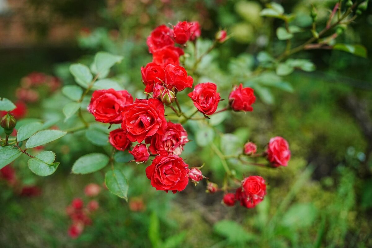 Розы из сада подписчицы Дачного агронома 