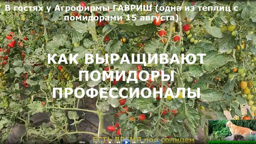 В гостях у Агрофирмы ГАВРИШ. Как выращивают помидоры профессионалы. Задала несколько вопросов про выращивание помидоров